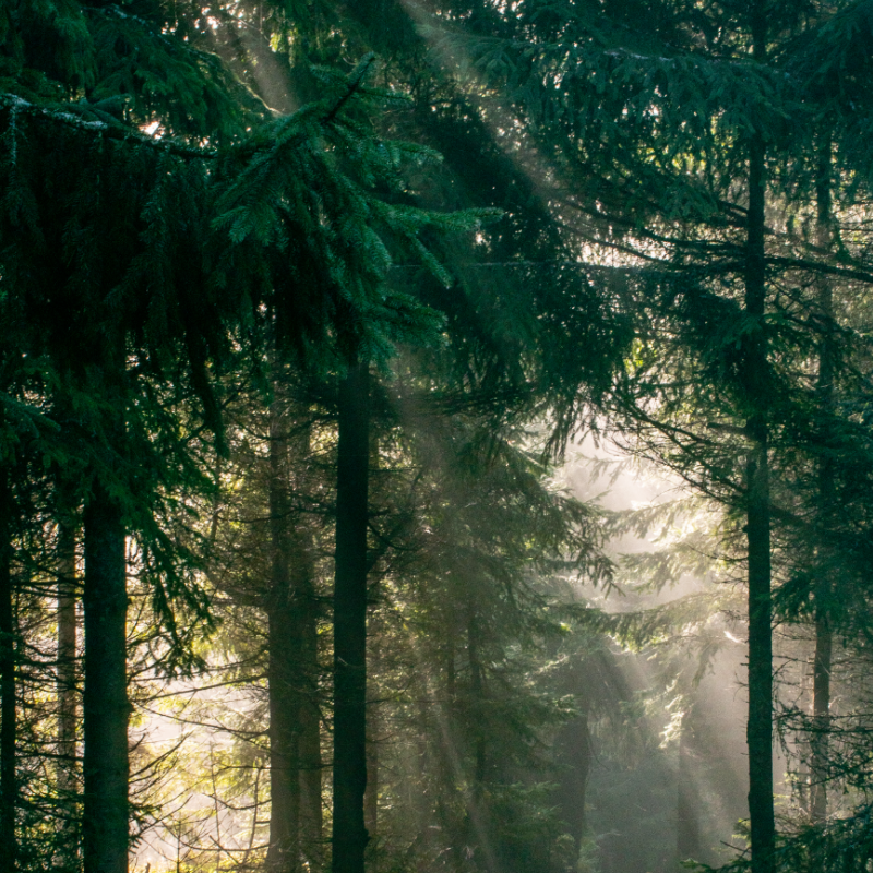 Ecosystem Resilience